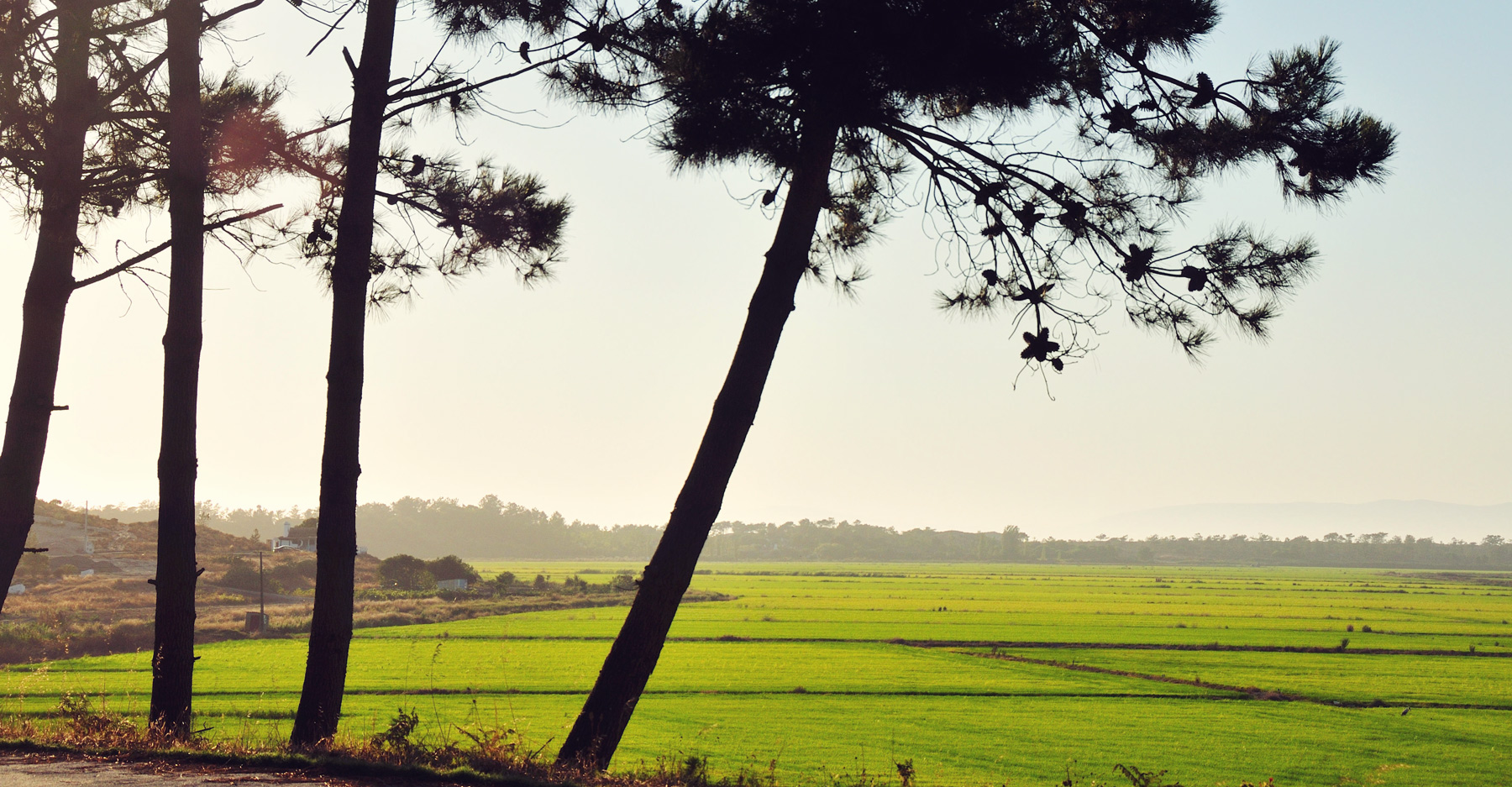 alma-da-comporta_rice-fields