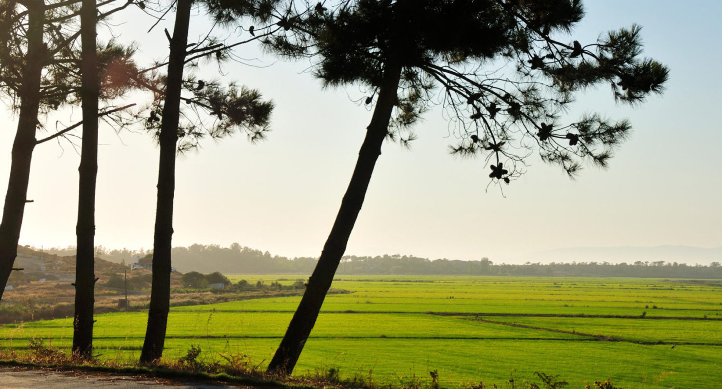 alma-da-comporta_rice-fields-2