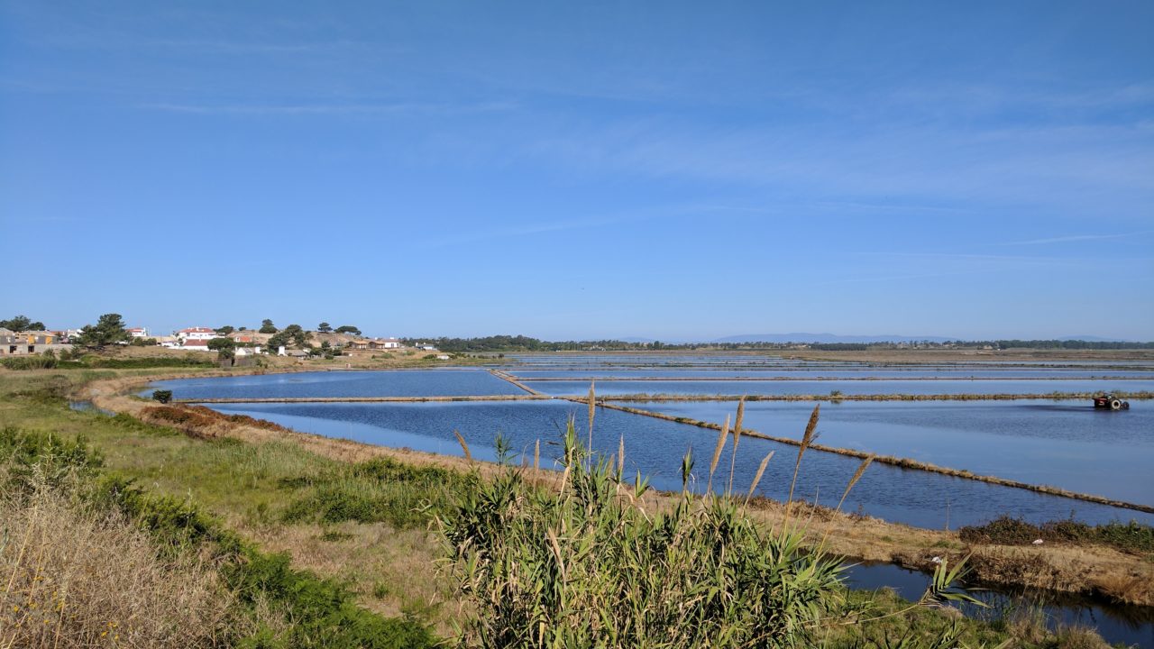 paddy fields comporta