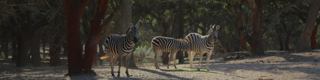 badoca-safari