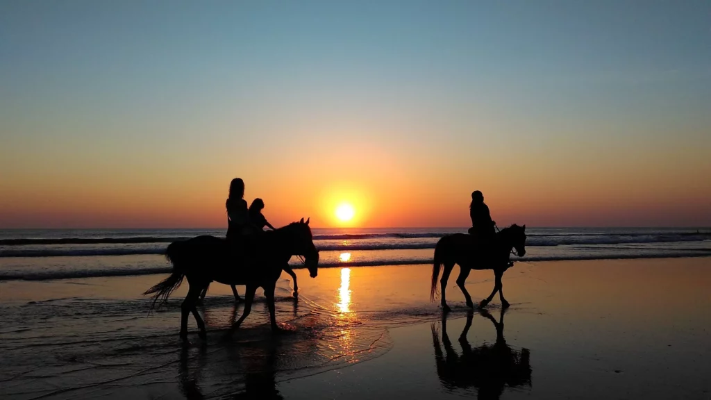 horses-comporta