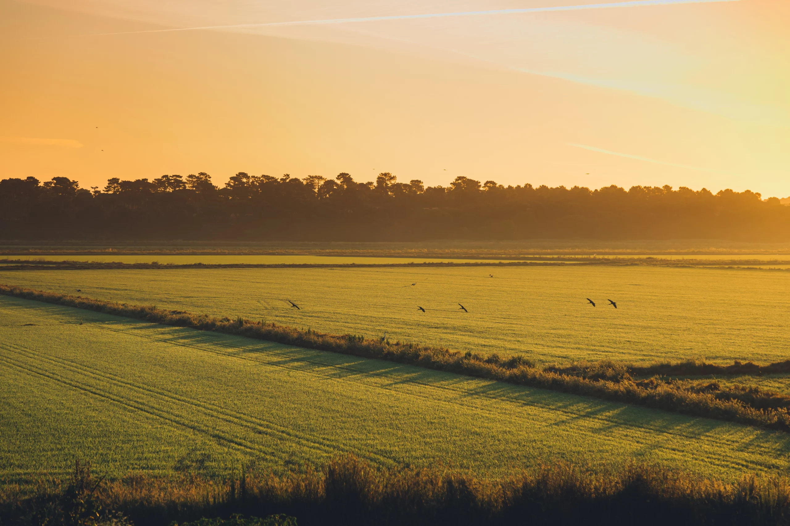 comporta-rice-fields