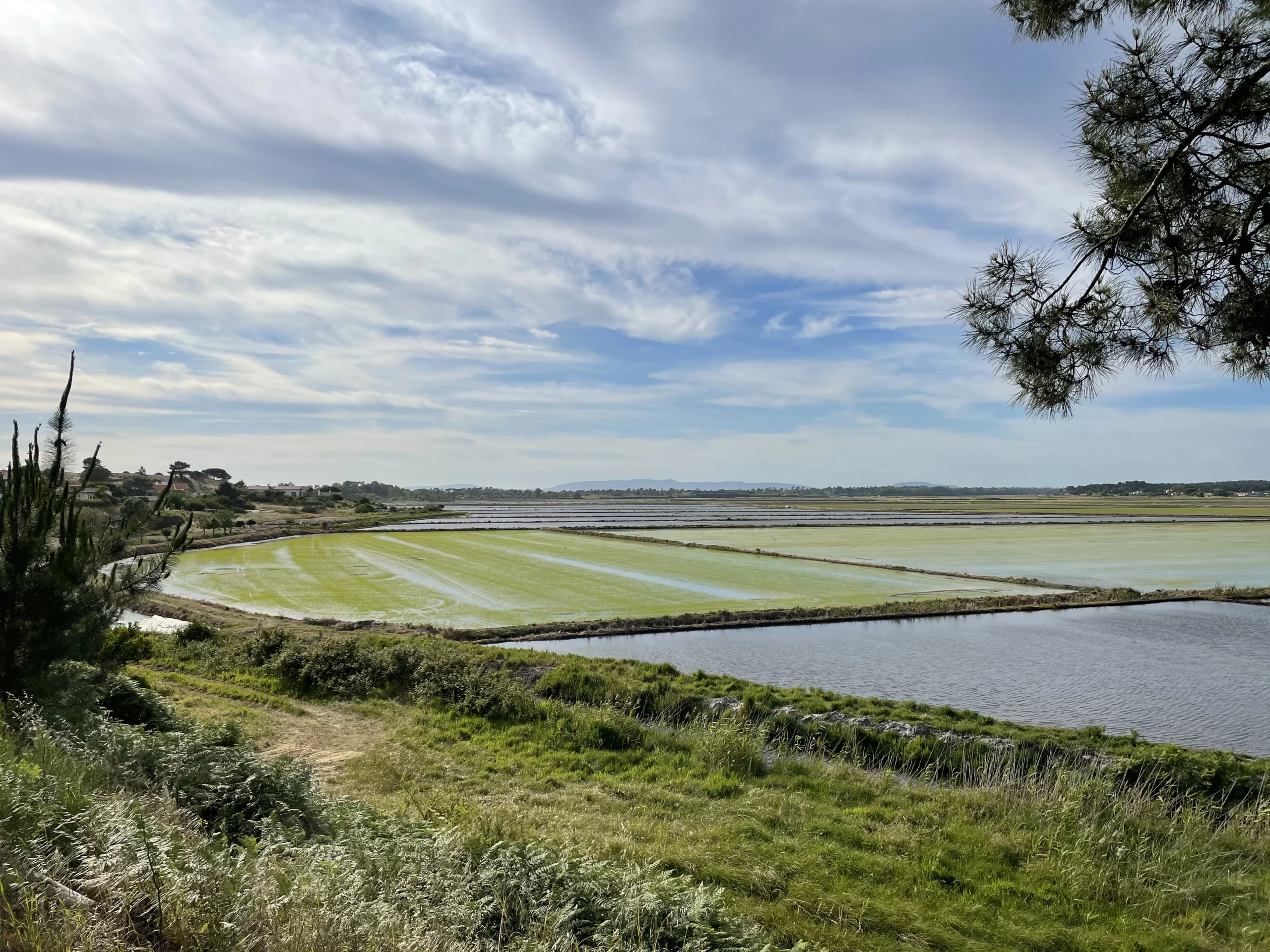 rice-fields-comporta