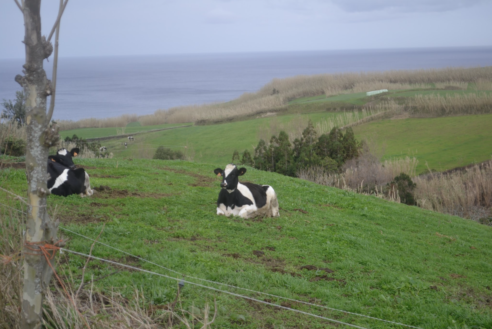 Azores