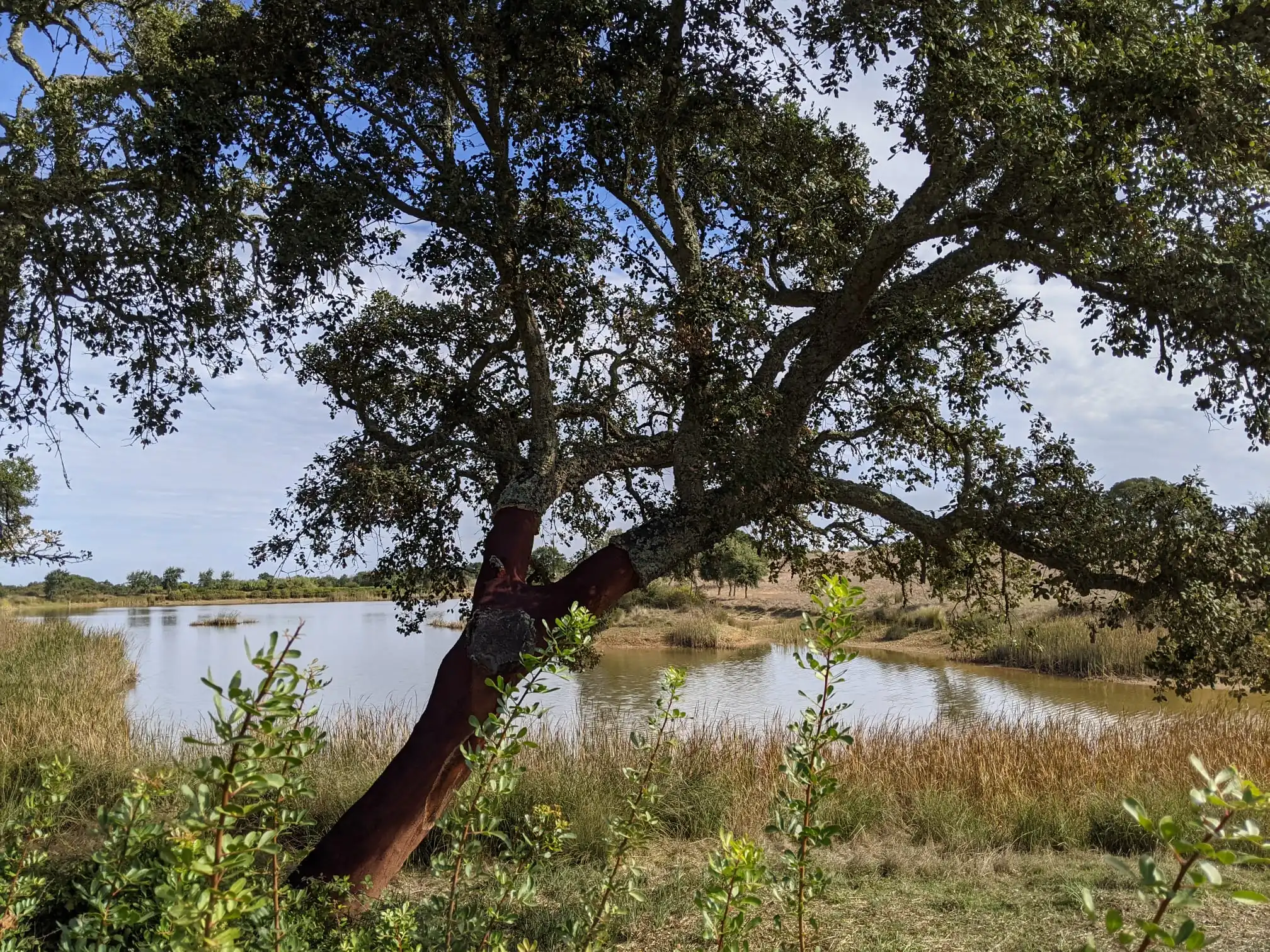 comporta_Cork_tree