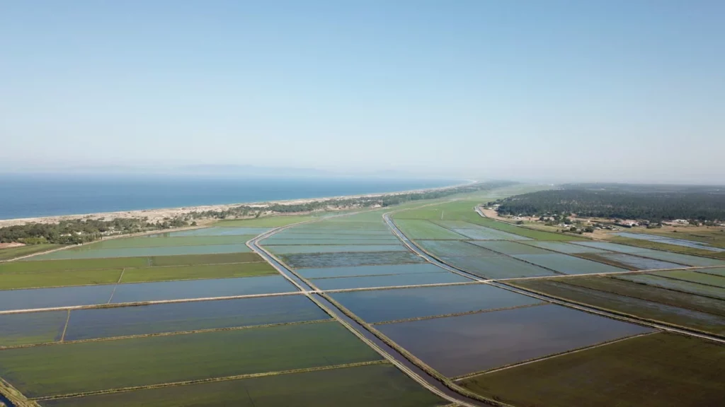 Rice-fields-view