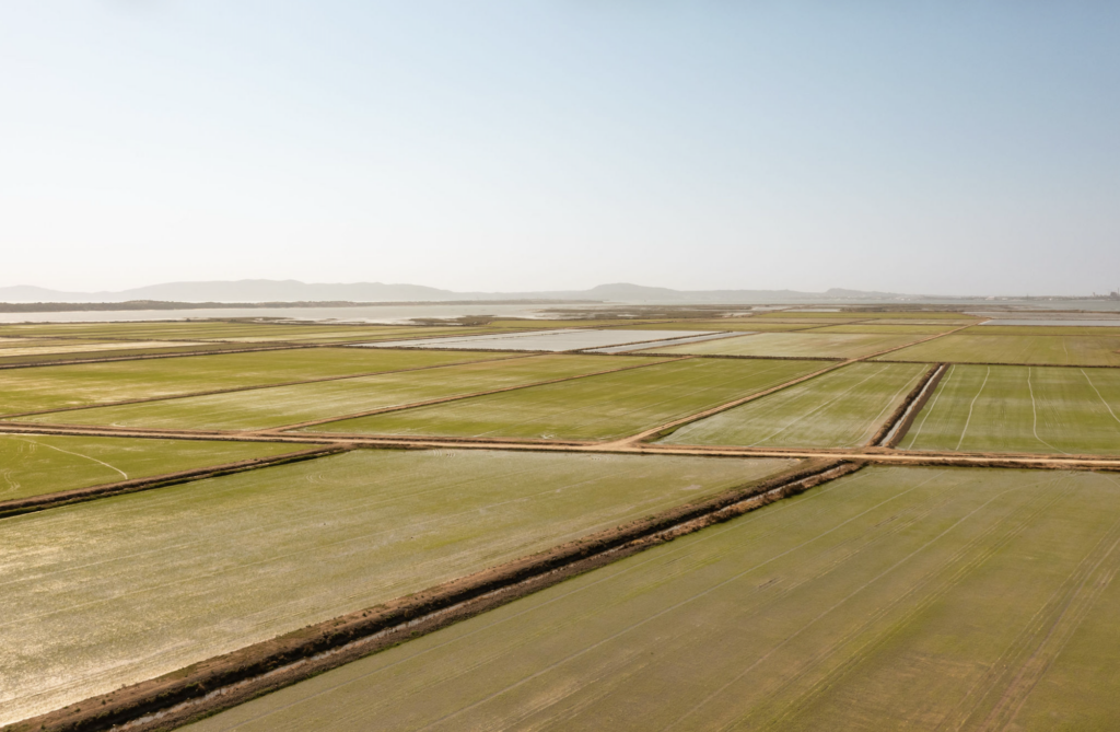 arrozales en Comporta
